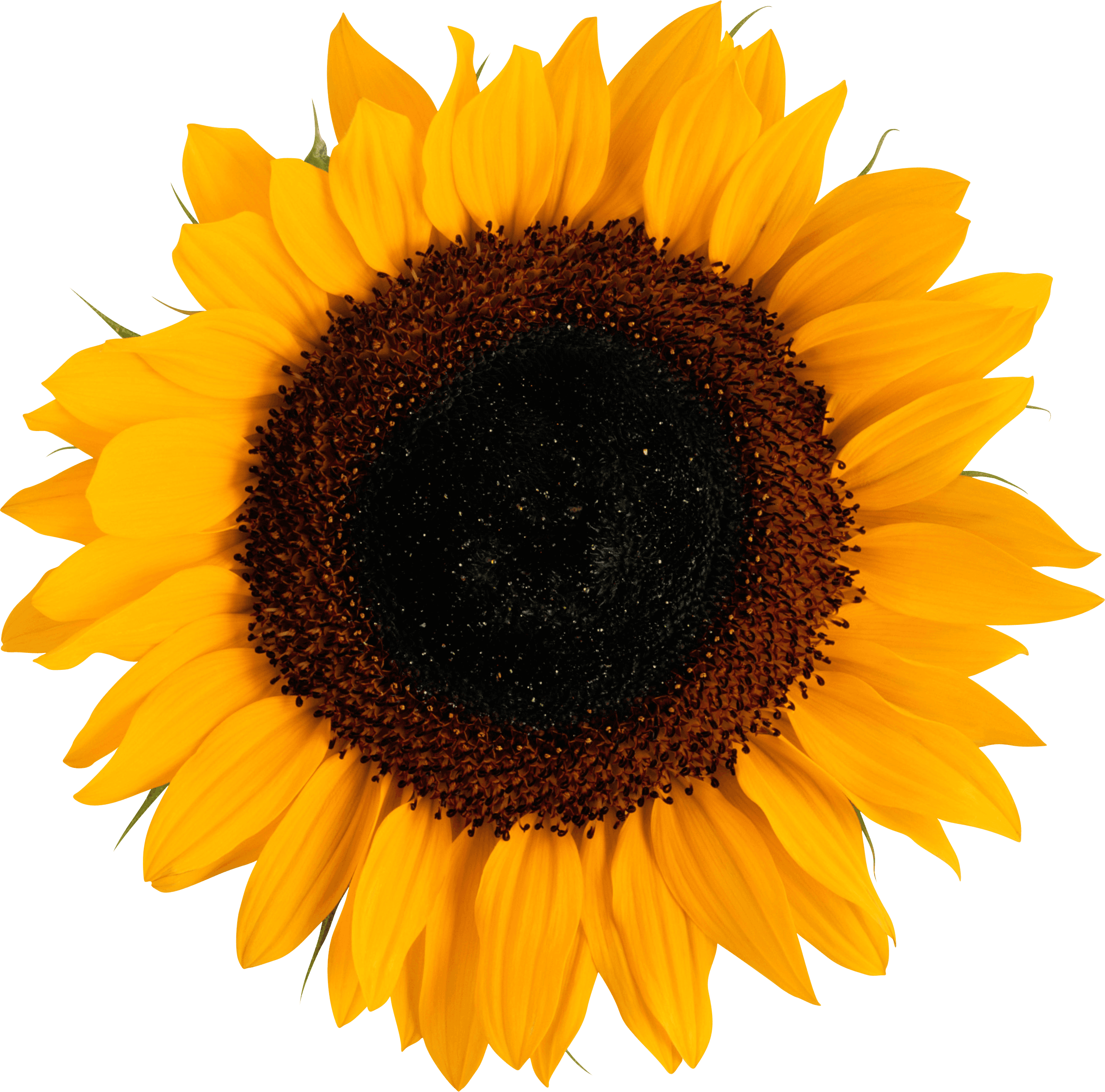 Sunflower Hero Image